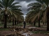 تگرگ و باران؛ تهدیدی جدی برای پایداری تولید خرما