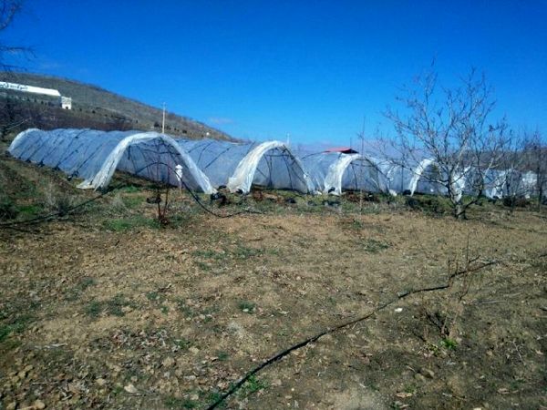 تونل پلاستیکی عملکرد محصول توت فرنگی را تا ۷۰ درصد افزایش می‌دهد