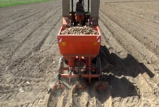 افزایش ۱۶ درصدی وسعت کشت سیب زمینی در اصفهان