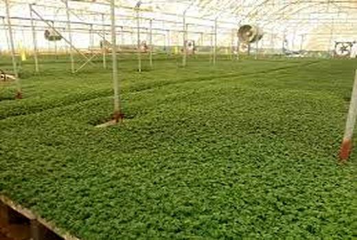 تحقق 49 درصدی اهداف توسعه‌گلخانه‌ای  از ابتدای سال تاکنون