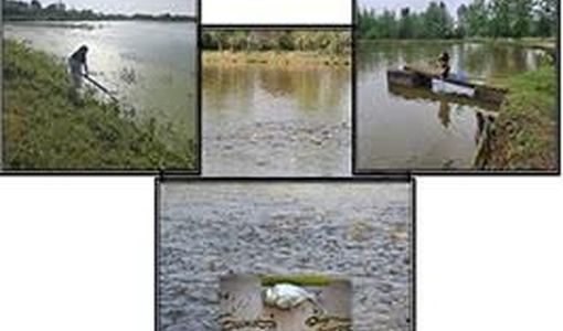 دستیابی به فناوری تکثیر میکروجلبک‌های بومی گیلان