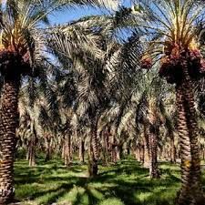 ارسال خرماهای بسته‌بندی شده از سوی باغداران به سردخانه، تنها با کد رهگیری وزارت بهداشت