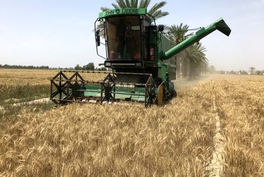 خسارت ۱۰ هزار هکتاری به اراضی گندم بوشهر