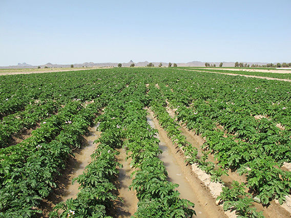 تولید 3 میلیون تن محصولات کشاورزی به ارزش 26 هزار میلیارد ریال در سیستان و بلوچستان