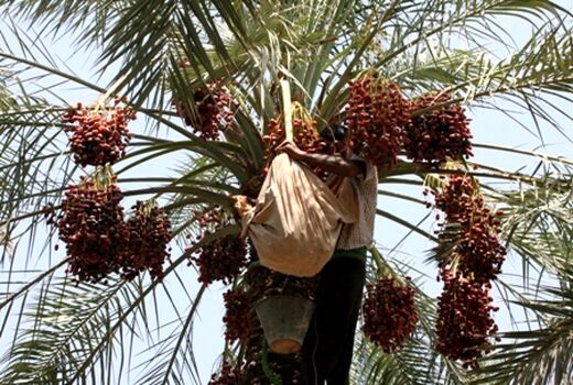 تجاری از هند و افغانستان در راه ایران