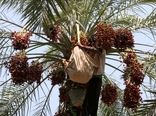 تجاری از هند و افغانستان در راه ایران
