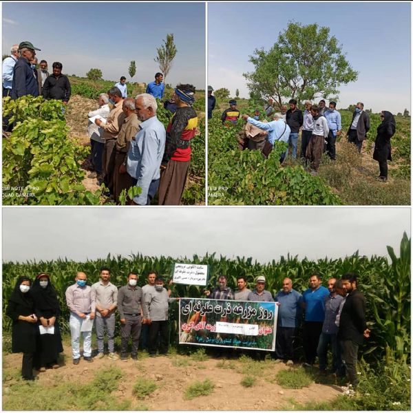 برگزاری روز مزرعه و کارگاه آموزشی- ترویجی برای کشاورزان بویین زهرا