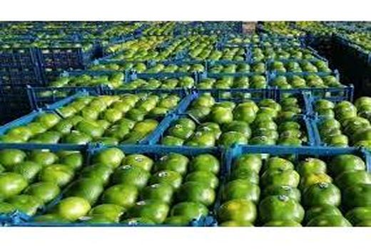 صادرات 4200 تن نارنگی از میاندورود به خارج کشور