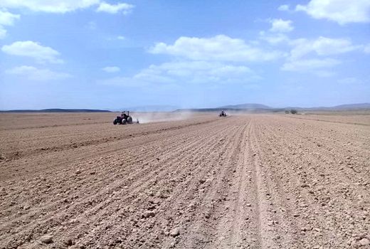 2500 هکتار گندم در گراش کشت می شود