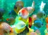 افزایش 2میلیون قطعه ای تولید ماهیان زینتی در استان تهران درسال جاری