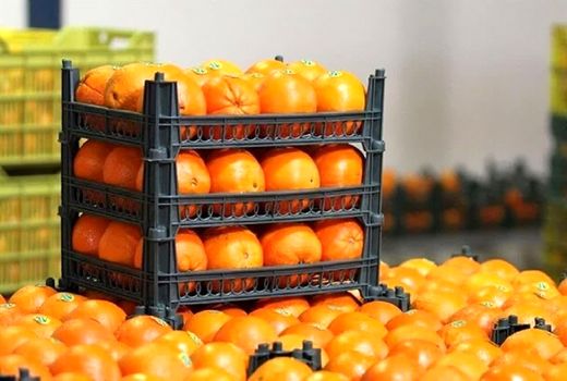 ۴۵۰ تن میوه برای تنظیم بازار شب عید چهارمحال و بختیاری پیش‌بینی شد