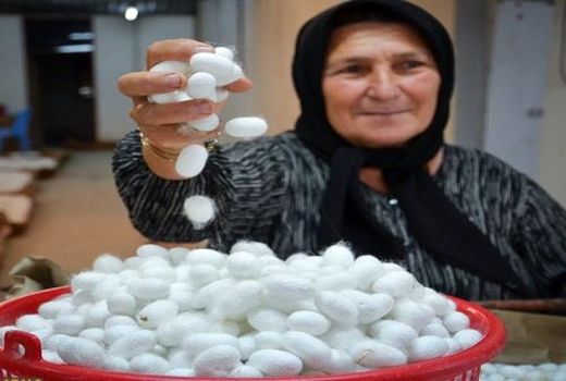 بایدها و نبایدهای صنعت نوغانداری در دوران کرونا ویروس