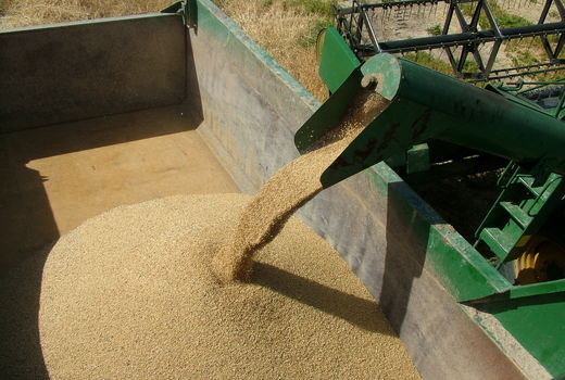 خرید گندم از کشاورزان سیستان وبلوچستان از مرز 17 هزارتن گذشت