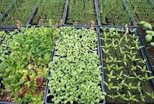 توانمندسازی کشاورزان حمیدیه در پرورش گیاه آپارتمانی