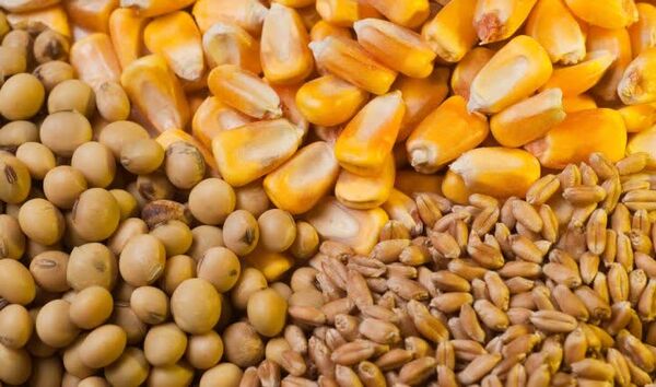 توزیع نیم میلیون تن نهاده دامی در فارس برای پایداری تولید