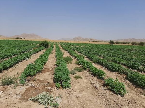 افزایش 60 درصدی کشت کنجد در کازرون 