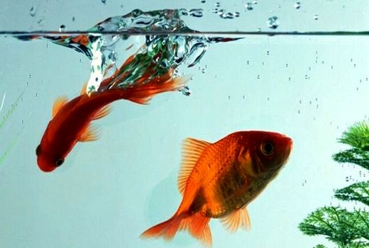 الزامات و توصیه های بهداشتی خرید و نگهداری ماهی قرمز