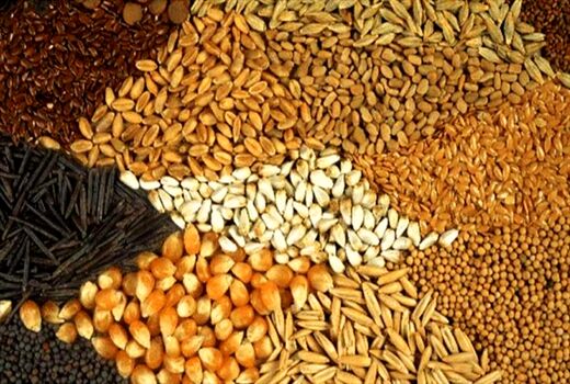 توزیع ۲۵ هزار تن نهاده‌های دام طیور در بین تولیدکنندگان استان گیلان
