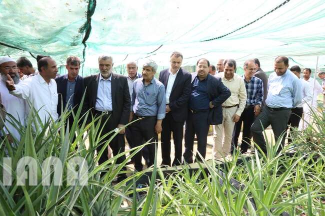  بازدید وزیر جهاد کشاورزی از گلخانه تحقیقاتی پرورش نهال کشت بافتی آناناس در چابهار
