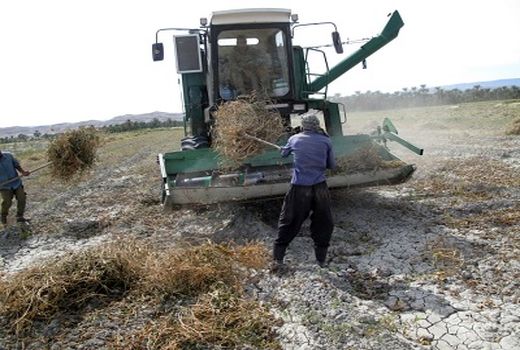 آغاز برداشت لوبیا از مزارع قیروکارزین