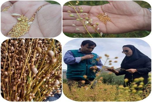 آغاز برداشت کاملینا در بخش سیه رود شهرستان جلفا