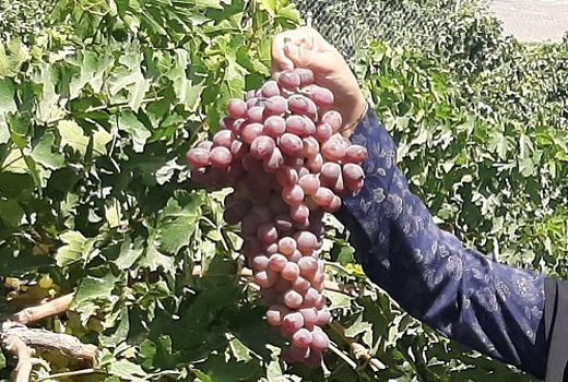 تولید بیش از 100 هزارتن انگور در فیروزآباد