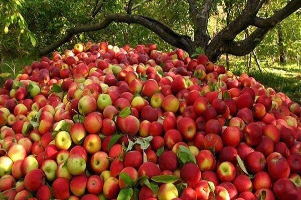 خرید 17هزار تن سیب صنعتی از باغداران آذربایجان غربی