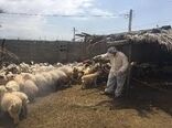 اجرای عملیات سم پاشی دام های سبک و سنگین علیه انگل های خارجی در رامهرمز