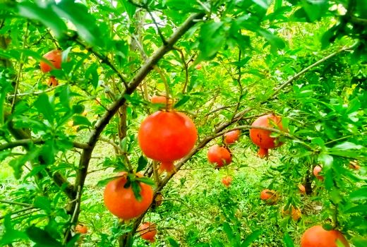 برداشت 7200 تن انار از باغات شهرستان جلفا