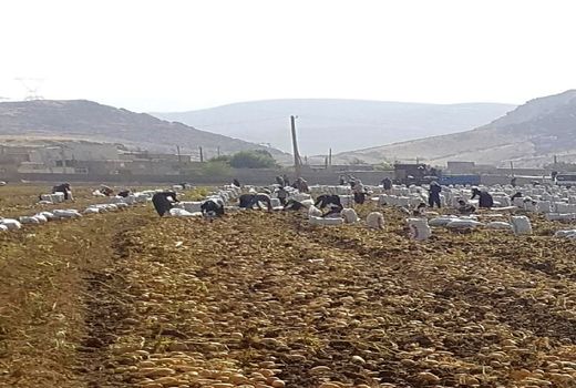 برداشت سیب زمینی کشت پائیزه از اوایل خرداد ماه  در شهرستان خرم آباد آغاز شد 