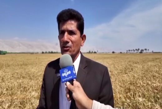 آغاز برداشت گندم در شهرستان دیر 