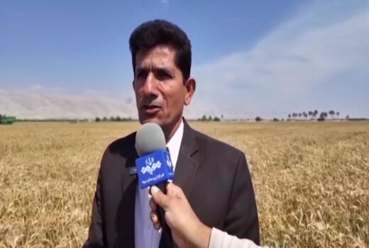 آغاز برداشت گندم در شهرستان دیر 
