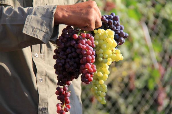کلکسیون 800 رقمی نهال در چهارمحال بختیاری