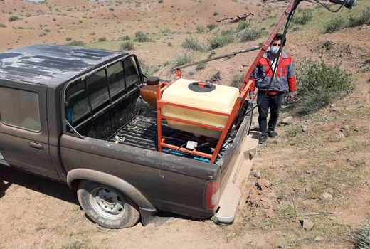 مبارزه با آفت ملخ مراکشی در6500 هکتار از مزارع کشاورزی شهرستان قزوین