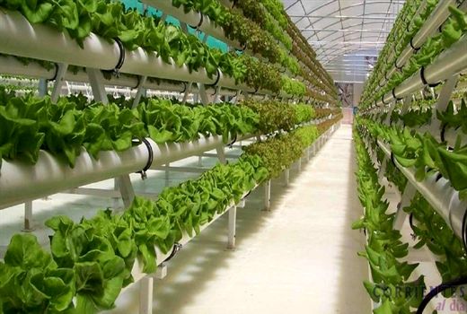 آب ناشی از بارندگی برای کشت گلخانه‌ای استفاده شود 