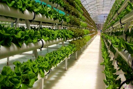 آب ناشی از بارندگی برای کشت گلخانه‌ای استفاده شود 