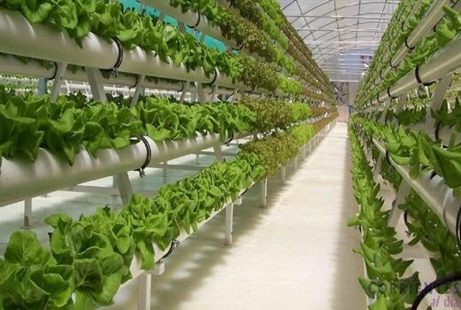 آب ناشی از بارندگی برای کشت گلخانه‌ای استفاده شود 