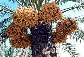 صادرات محصول نخل‌داران خرمشهری