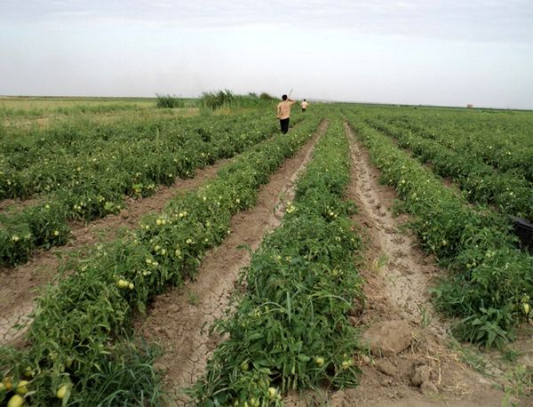  کشت 10هزار هکتار از مزارع کشاورزی قزوین به محصولات سبزی،صیفی و جالیزی 