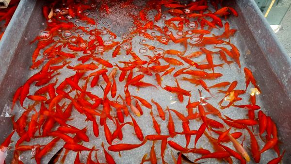 ماهی قرمز هفت‌سین را در طبیعت رها نکنید