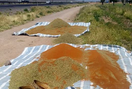 1200 هکتار از اراضی کشاورزی استان مرکزی زیر کشت گیاهان دارویی قرار دارد