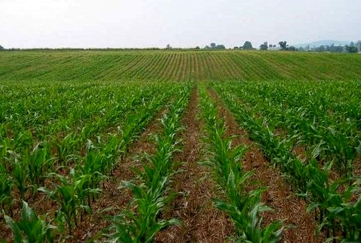 طرح «جهش تولید» در مزارع دیم استان ایلام اجرایی می شود