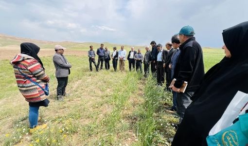 مقایسه عملکرد ارقام «کمال، واران و صدرا» در دیمزارهای گرمرود 