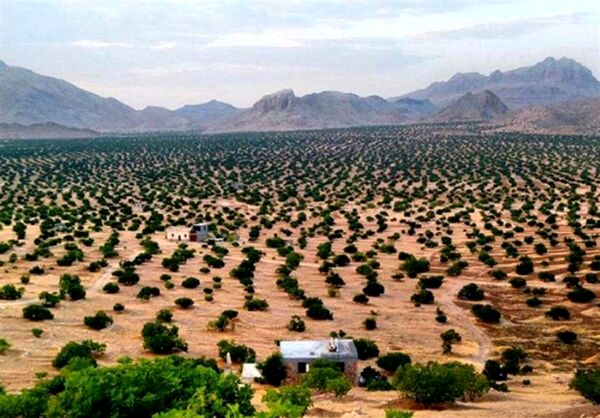 گامی در راستای افزایش رشد تولید