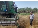 پیش بینی برداشت 50 هزار تن گندم، کلزا و جو در کارون
