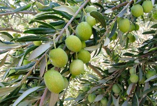 کار برداشت زیتون در کازرون آغاز شد 