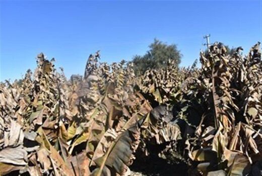 خسارت هزار میلیارد تومانی سرمازدگی به موزستان‌های سیستان و بلوچستان