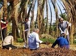 برداشت محصول روناس در بافق آغاز شد
