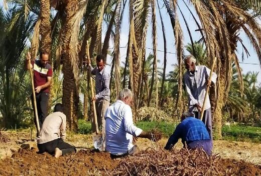 برداشت محصول روناس در بافق آغاز شد