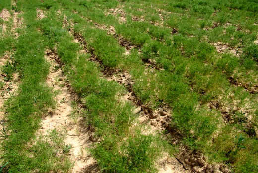 آغاز کشت زیره در مبارکه